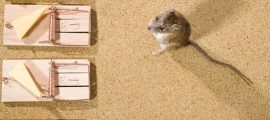 Choosing the Right Rodent Control Products in Australia