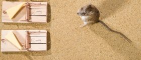 Choosing the Right Rodent Control Products in Australia