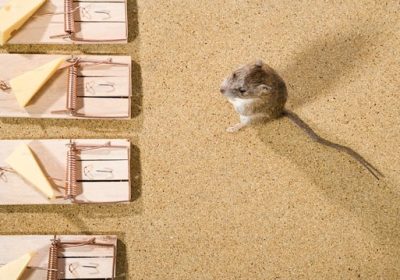 Choosing the Right Rodent Control Products in Australia
