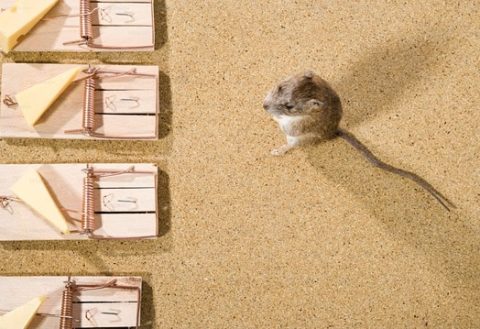Choosing the Right Rodent Control Products in Australia