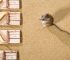 Choosing the Right Rodent Control Products in Australia