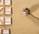 Choosing the Right Rodent Control Products in Australia