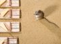 Choosing the Right Rodent Control Products in Australia