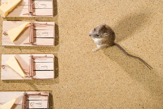 Choosing the Right Rodent Control Products in Australia
