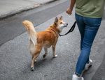 Dog Walk & Train Services: The Smarter Way to Exercise and Educate Your Dog
