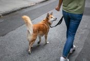Dog Walk & Train Services: The Smarter Way to Exercise and Educate Your Dog