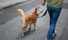 Dog Walk & Train Services: The Smarter Way to Exercise and Educate Your Dog