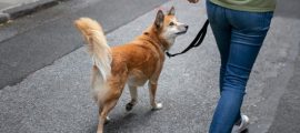 Dog Walk & Train Services: The Smarter Way to Exercise and Educate Your Dog