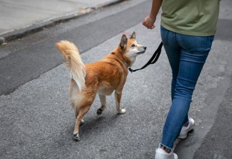 Dog Walk & Train Services: The Smarter Way to Exercise and Educate Your Dog